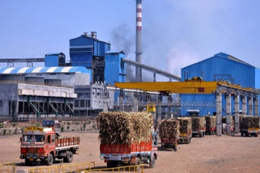 SUGAR PLANT